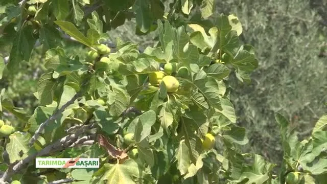 Tarımda Başarı
