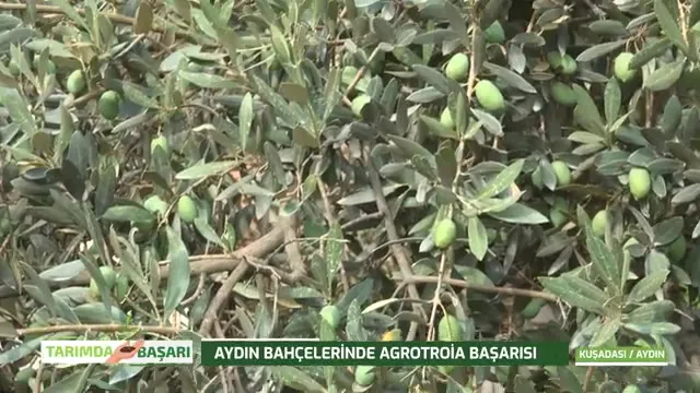 Tarımda Başarı