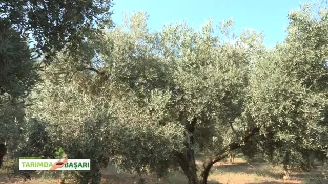 Tarımda Başarı