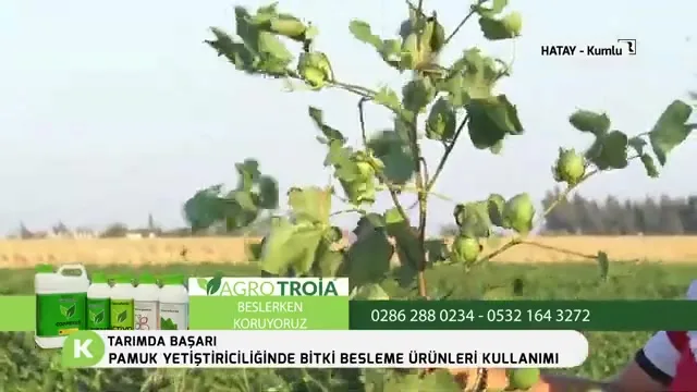 Tarımda Başarı - pamuk besleme