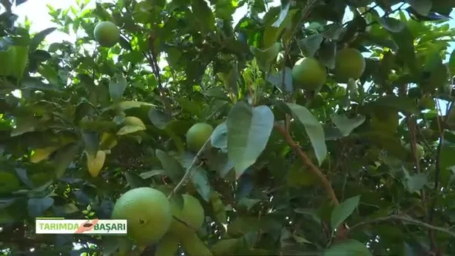 Tarımda Başarı