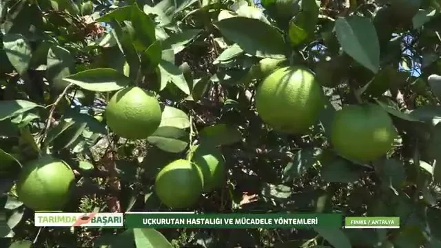 Tarımda Başarı