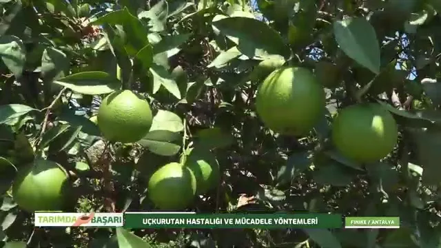 Tarımda Başarı