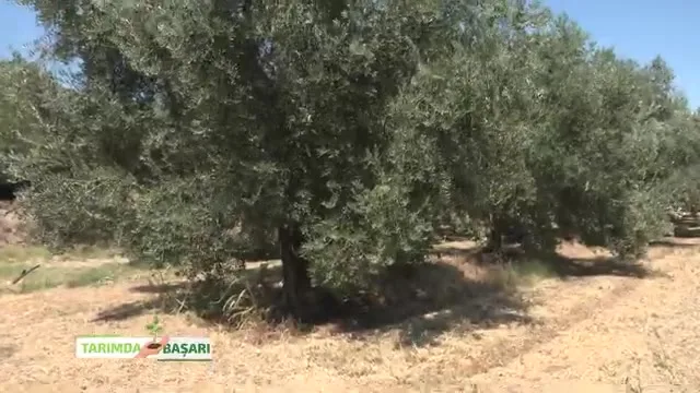 Tarımda Başarı