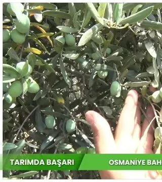 Tarımda Başarı