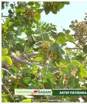 Tarımda Başarı