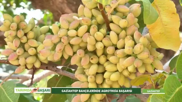 Tarımda Başarı