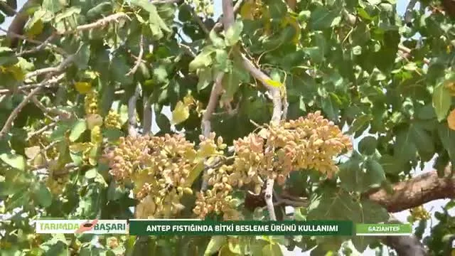 Tarımda Başarı