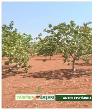 Tarımda Başarı