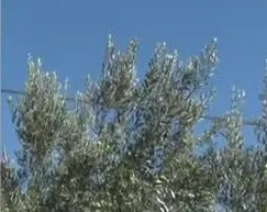 Tarımda Başarı
