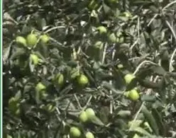 Tarımda Başarı