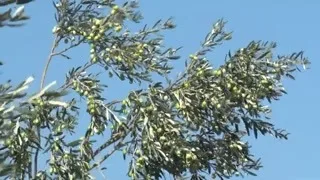 Tarımda Başarı