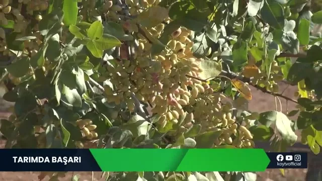 Tarımda Başarı