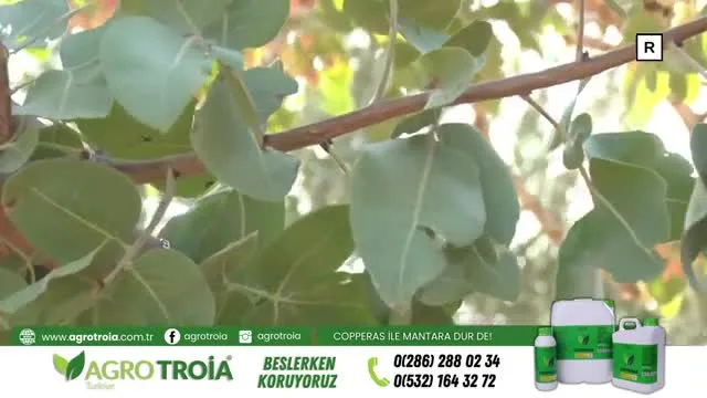 Tarımda Başarı
