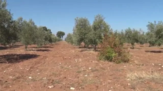 Tarımda Başarı