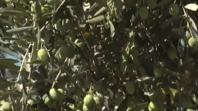 Tarımda Başarı