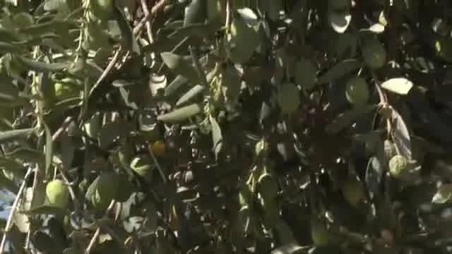 Tarımda Başarı