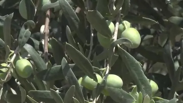 Tarımda Başarı