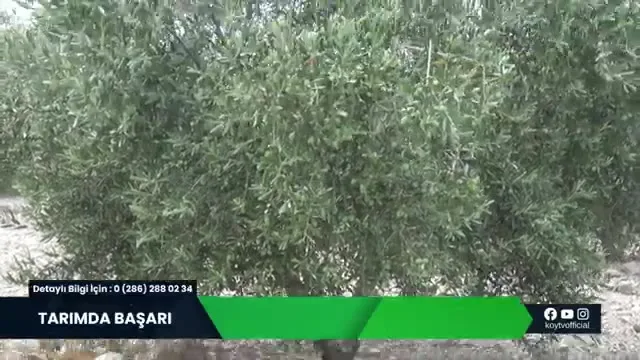 Tarımda Başarı