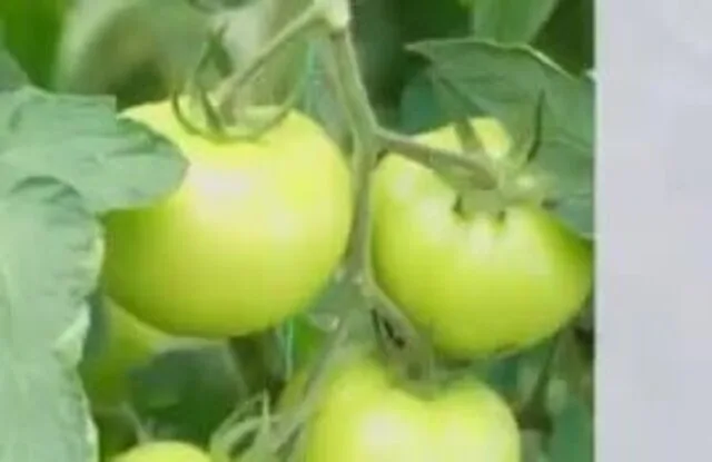 Tarımda Başarı