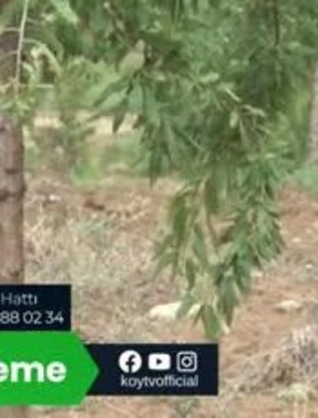 Tarımda Başarı