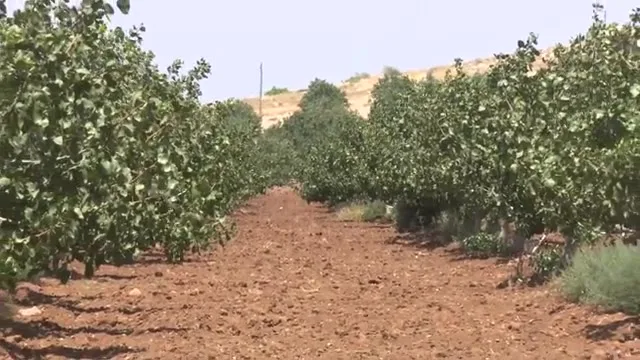 Tarımda Başarı