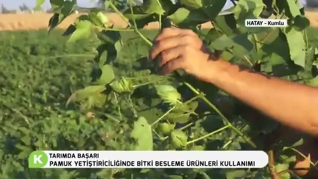 Tarımda Başarı - pamuk besleme