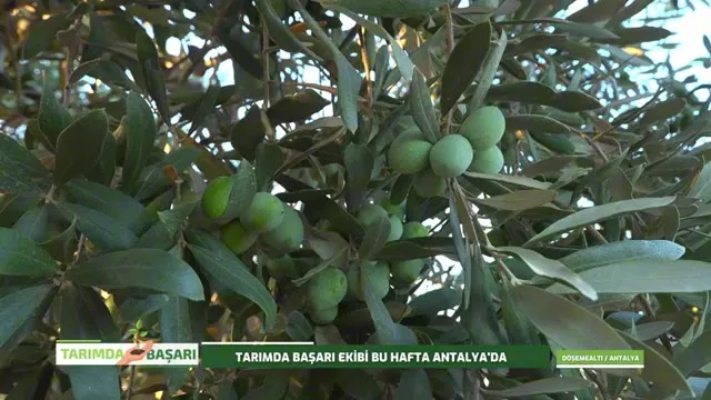 Tarımda Başarı