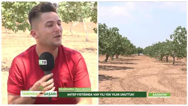 Tarımda Başarı - Antep fıstığı
