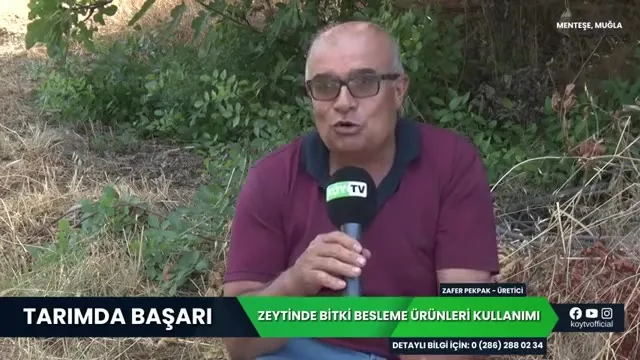 Çiftçi Zafer Pekbak zeytinde elde ettiği verimi anlatıyor