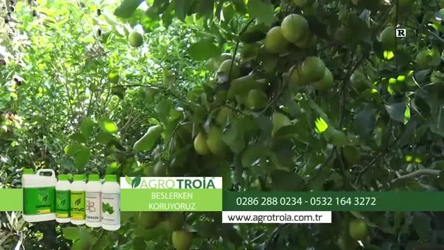 Tarımda Başarı - limon besleme