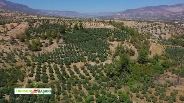 Tarımda Başarı