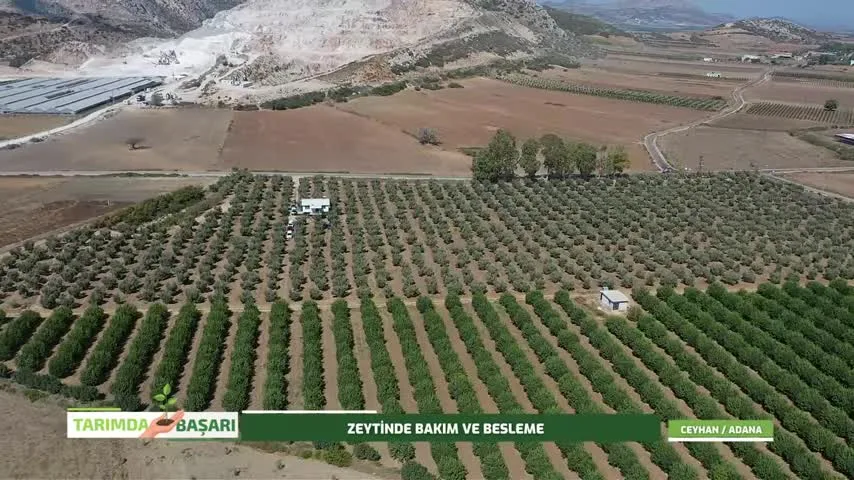 Tarımda Başarı - Adana zeytin