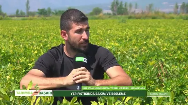 Tarımda Başarı - yer fıstığı