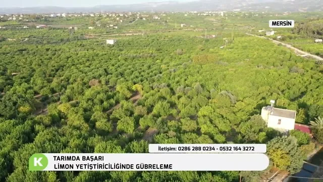 Tarımda Başarı - limon besleme