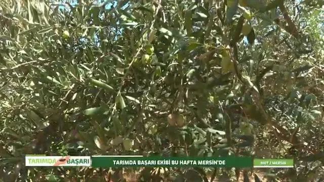 Tarımda Başarı