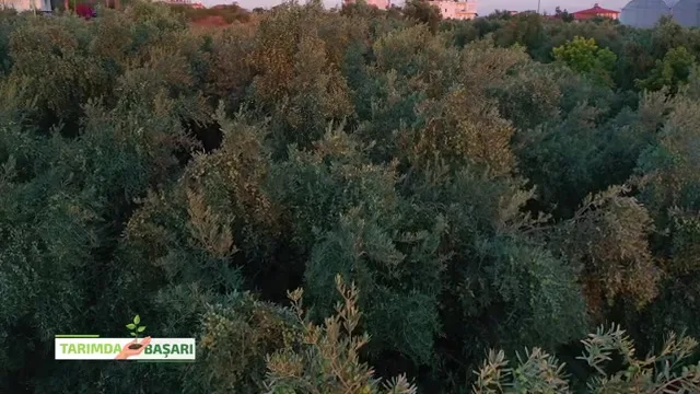 Tarımda Başarı