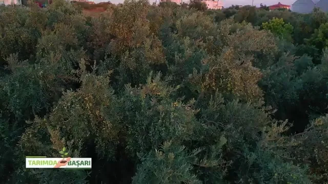Tarımda Başarı