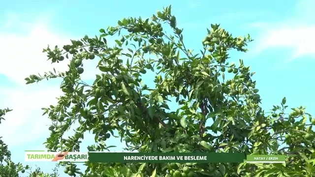 Tarımda Başarı