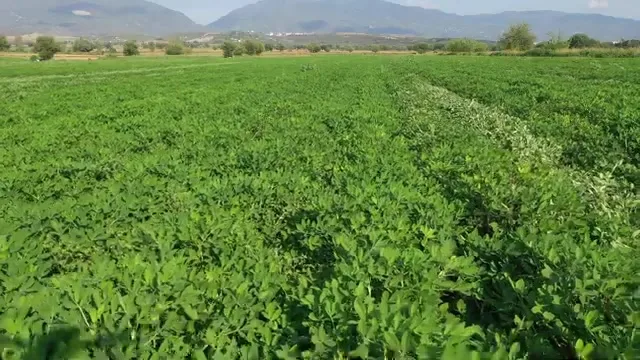Tarımda Başarı