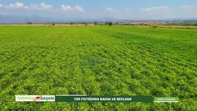 Tarımda Başarı - yer fıstığı